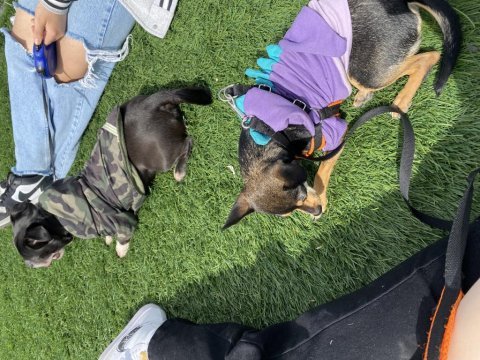 Chihuahua köpeğimize acil yeni yuva