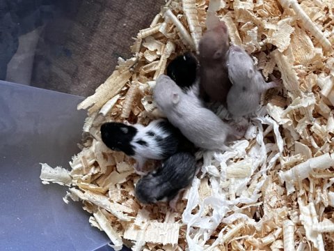 Yavru suriye hamster