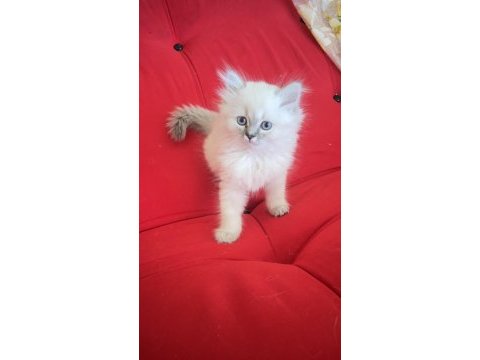 Kedimizin masmavi gözlerine hayran kalacaksınız