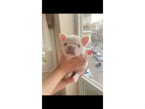 Mükemmel anatomi french bulldog yavrular