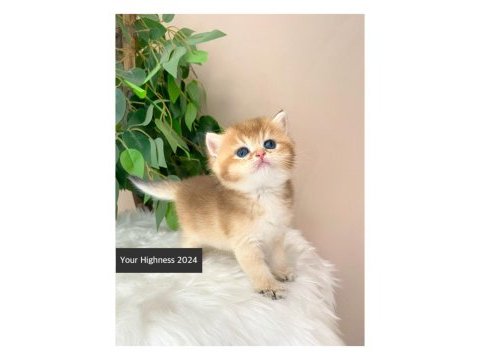 Golden british shorthair yavrularım