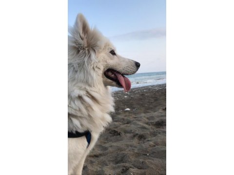 3,5 yaşında ki dişi samoyed ırkı kızıma damat arıyoruz