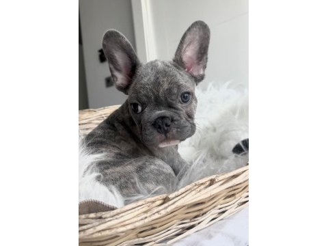 Oyuncu french bulldog yavrular