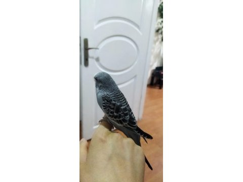 Muhabbet kuşu