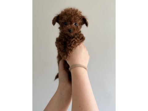 Kore poodle teacup