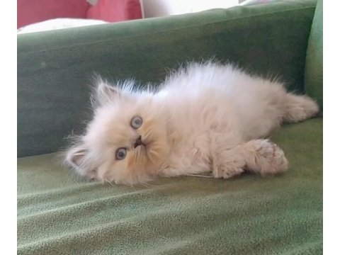 Aşık olacaksınız british longhair