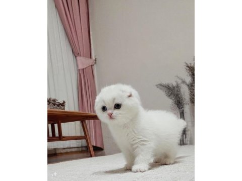 En en en güzeli sıfır kulak scottish fold