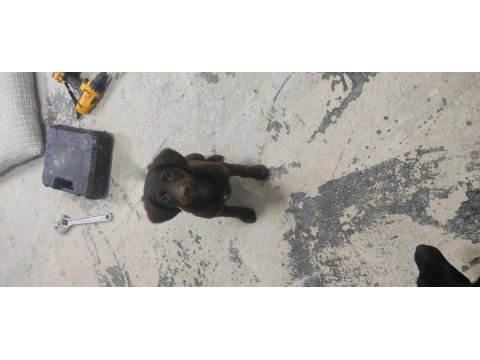 Safkan rus finoları takım dişi erkek kızıl ve siyah