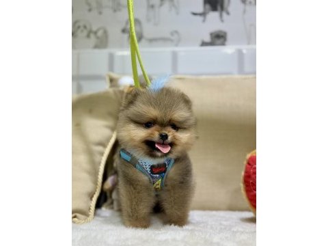 Mini teacup erkek pomeranian boo