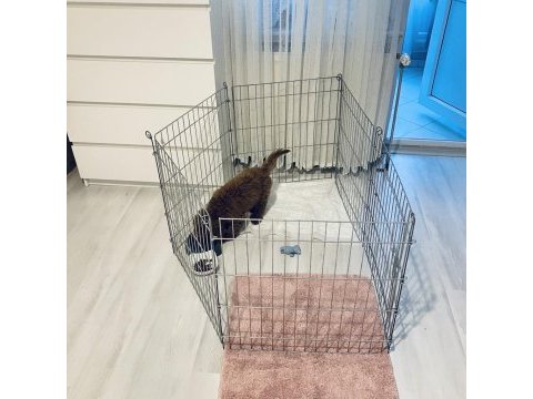 4 aylık poodle yavrumuza yuva arıyoruz