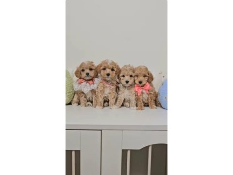 Eşsiz maltipoo sevimli yavrular