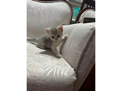 Golden yavrular british shorthair
