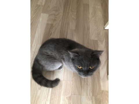 Erkek 1 yaşında british shorthair