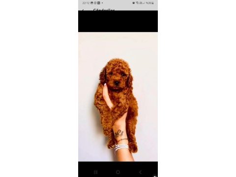 Toy poodle minyatür