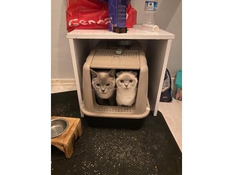 Scottish fold sağlıklı