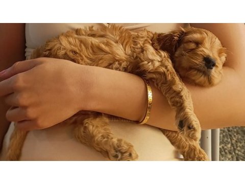 3 aylık maltipoo bebek