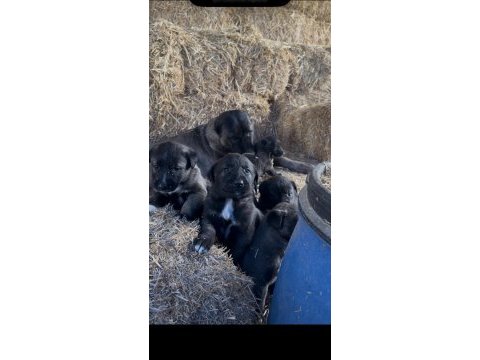 Üst kalite safkan sivas kangal yavrularımız