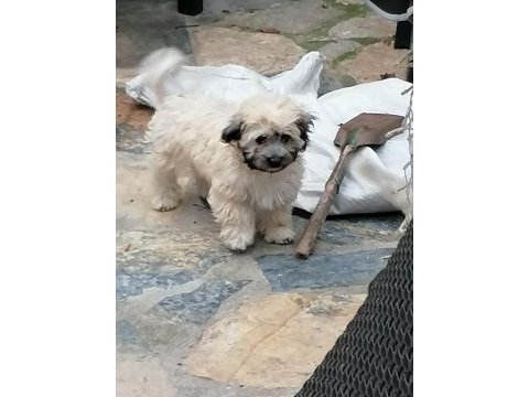 Çok zeki köpeğimiz