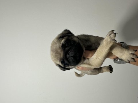 2 aylık pug yavrular