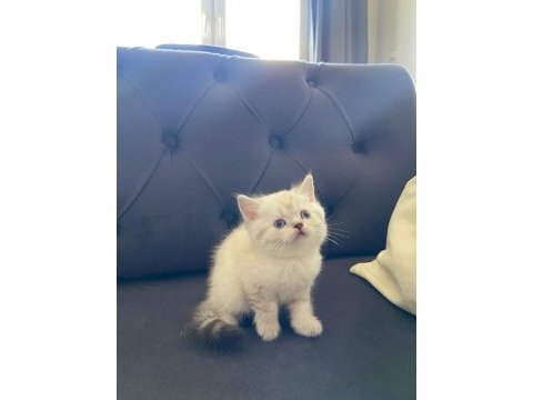 Yavru british shorthair