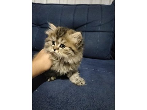 British shorthair ve longhair golden ve golden point yavru