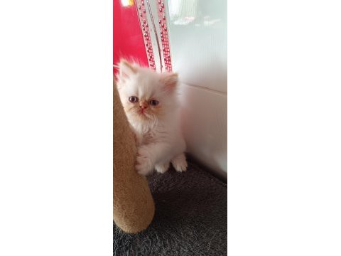 İran kedimiz galiba tavşan