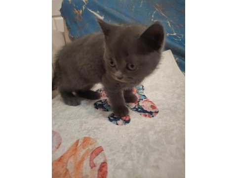 British shorthair kedisi
