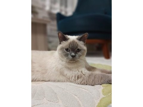 9 aylık british shorthair