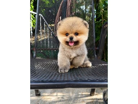 Orjinal orange pomeranian 