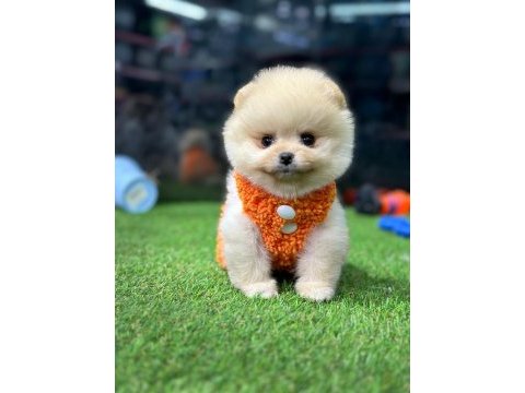Pomeranian boo bebekler iyisi değil en iyisi