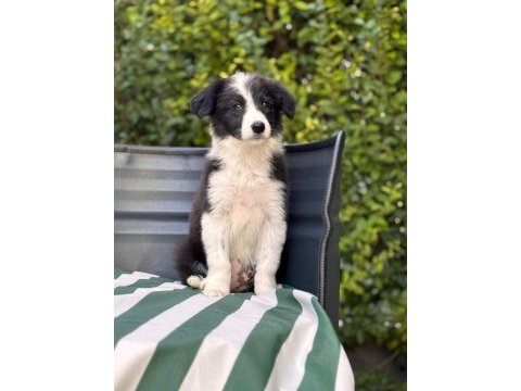 Petmode köpek çiftliğinden border coli yavrularımız