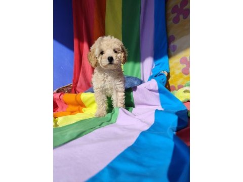 İnanılmaz güzellikte maltipoo yavrular