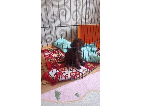 Lagotto romanglo