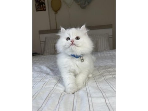 British longhair bebeklerimiz