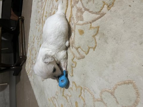 Korekan maltese terrier