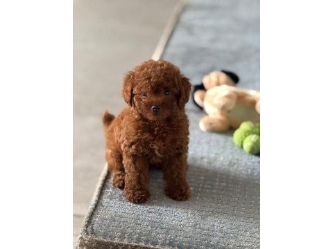 Tuvalet eğitimli poodle