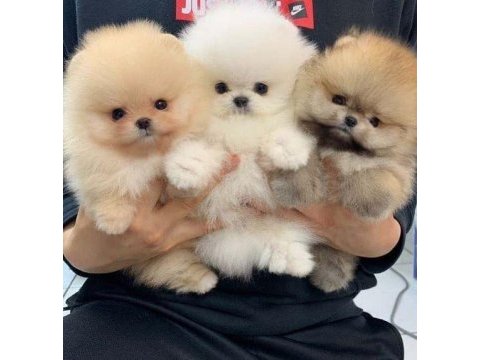 Pomeranian boo yavrularımız evinizin neşesi olacaktır 