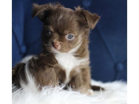 Orijinal teacup chihuahua yavrularımız