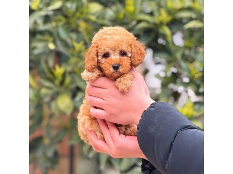 2 aylık altın dişi toy poodle yavrumuz
