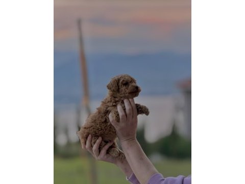 Toy poodle yavrumuz yeni yuvasına hazır