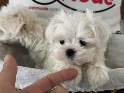Petmode köpek çiftliğinden tea cup kore kan maltese
