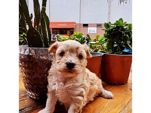 60 günlük orjinal maltipoo yavru
