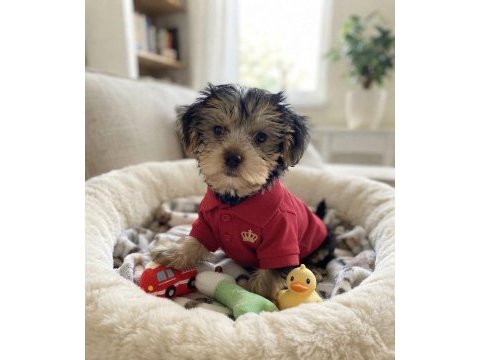 Dişi ve erkek yorkshire terrier
