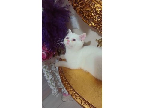 İran exotic dişi