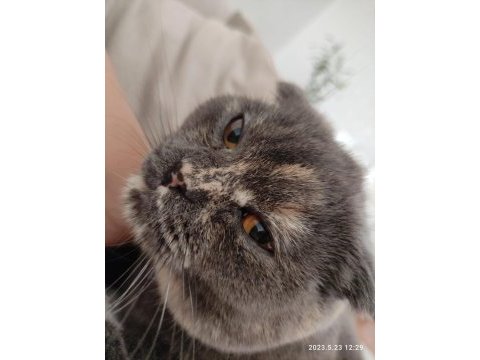 Ücretsiz sahiplendirme scottish fold