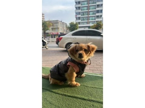 Pekinez ve fino kırması