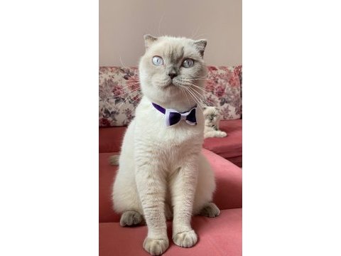 Dişi british shorthair sahiplendirilecektir