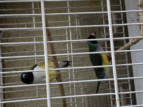 İspinoz finch