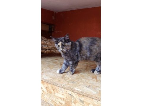 Maine coon kedimiz