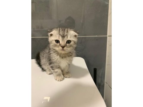 Anne altından silver scottish fold yavrumuz